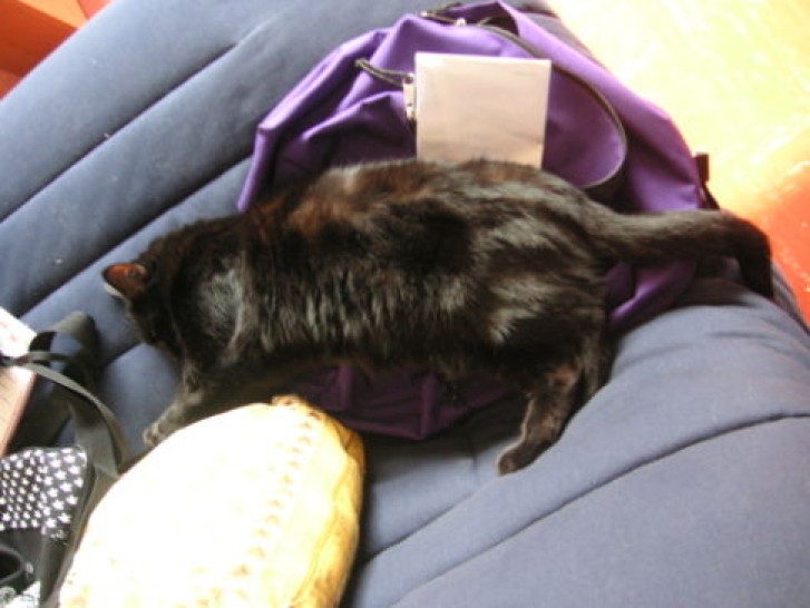 Picture of a cat / kitten / feline