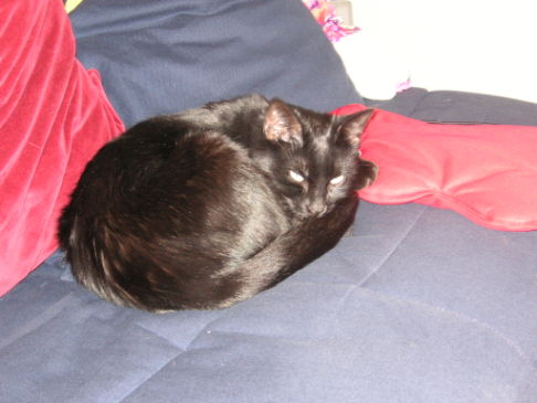 Picture of a cat / kitten / feline