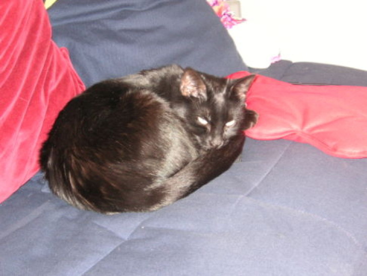 Picture of a cat / kitten / feline