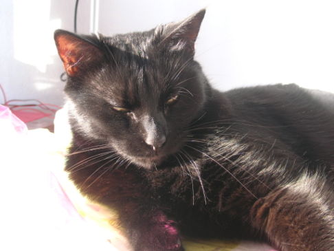 Picture of a cat / kitten / feline