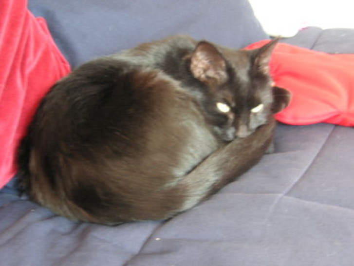 Picture of a cat / kitten / feline