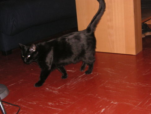 Picture of a cat / kitten / feline