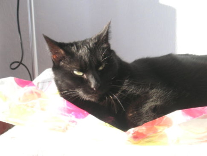 Picture of a cat / kitten / feline