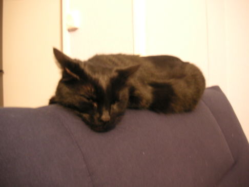 Picture of a cat / kitten / feline