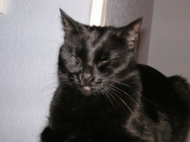 Picture of a cat / kitten / feline