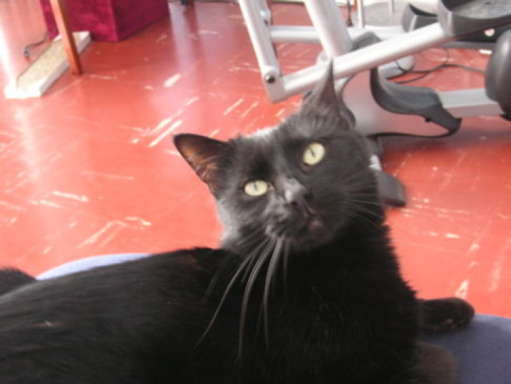 Picture of a cat / kitten / feline