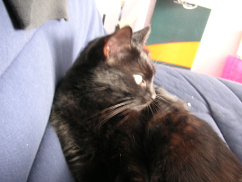 Picture of a cat / kitten / feline