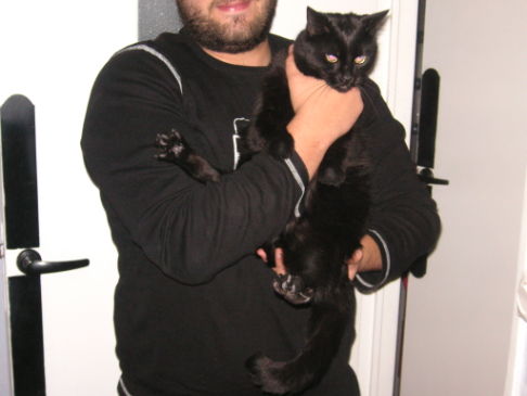 Picture of a cat / kitten / feline