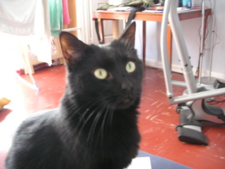 Picture of a cat / kitten / feline