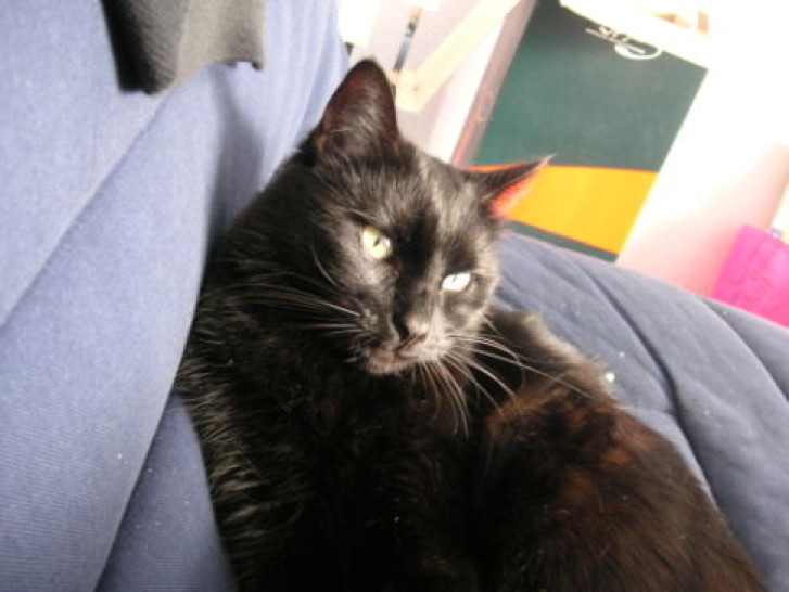 Picture of a cat / kitten / feline