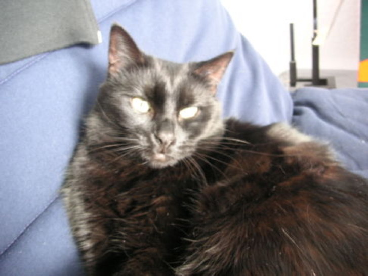 Picture of a cat / kitten / feline