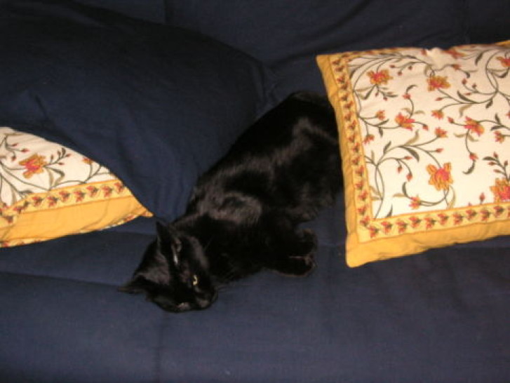 Picture of a cat / kitten / feline