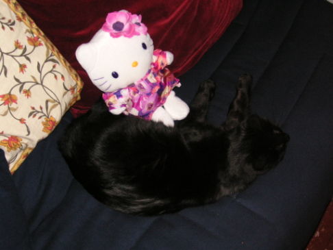 Picture of a cat / kitten / feline