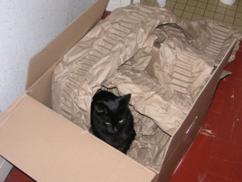 Picture of a cat / kitten / feline