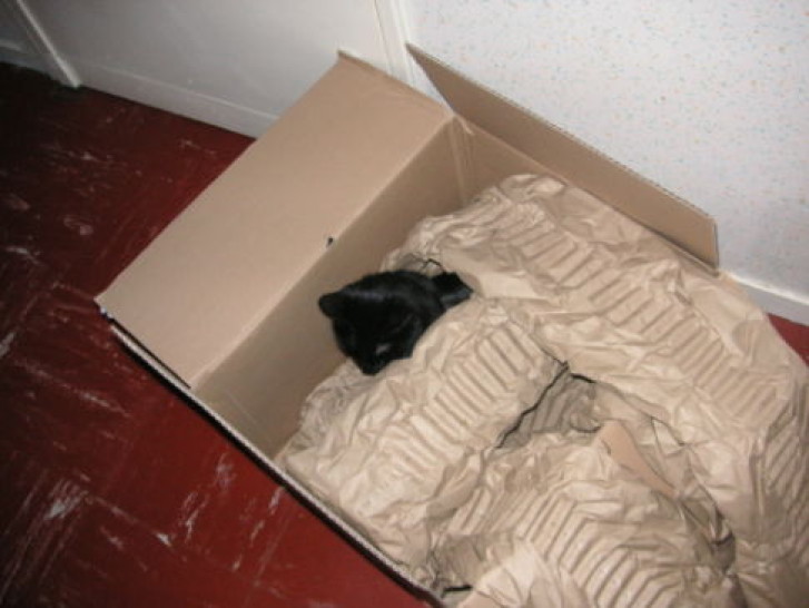 Picture of a cat / kitten / feline