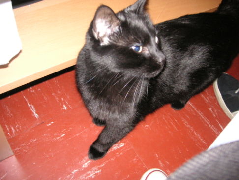 Picture of a cat / kitten / feline