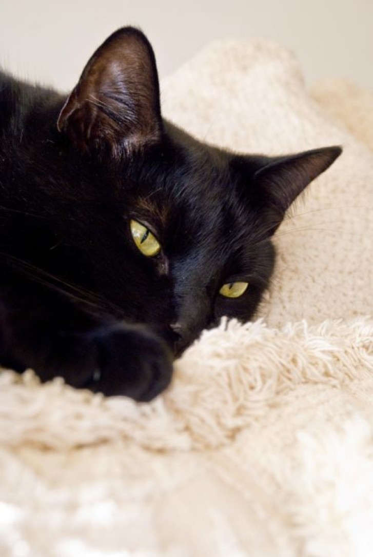 Picture of a cat / kitten / feline