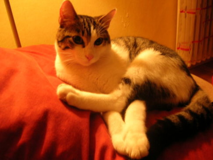 Picture of a cat / kitten / feline