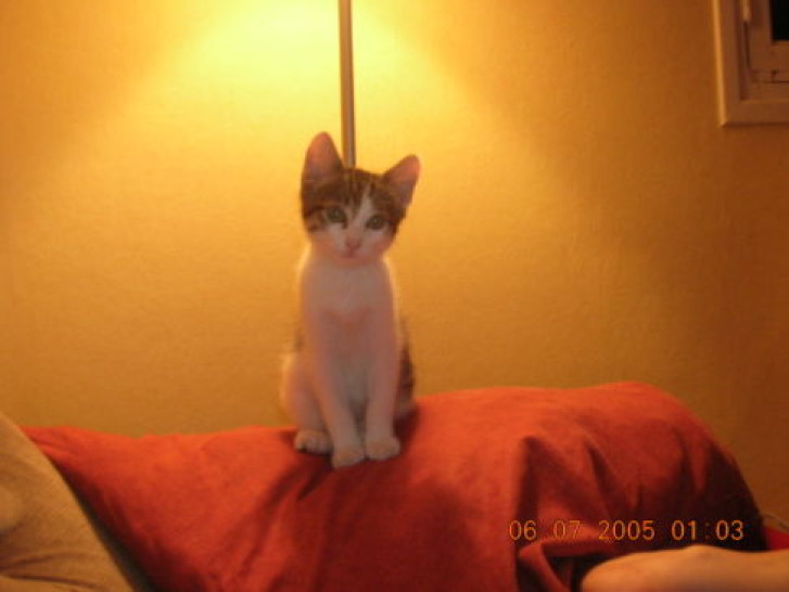 Picture of a cat / kitten / feline