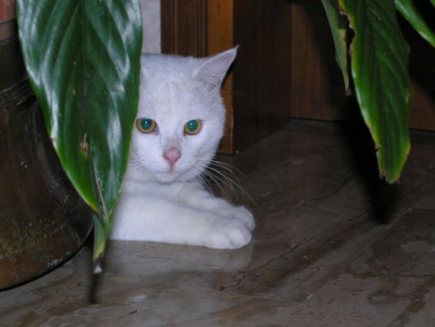 Picture of a cat / kitten / feline