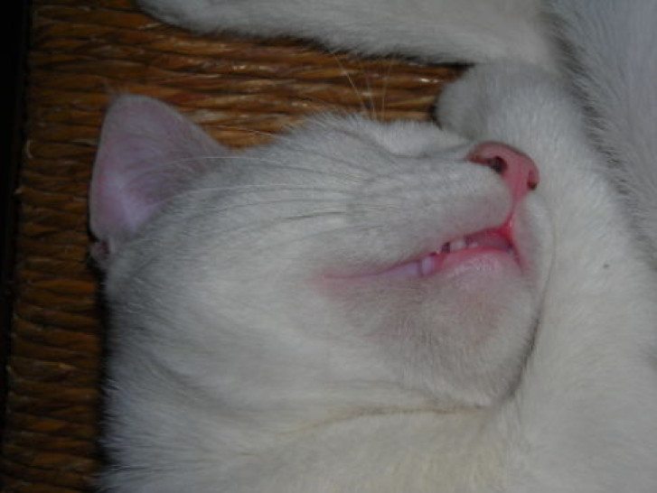 Picture of a cat / kitten / feline