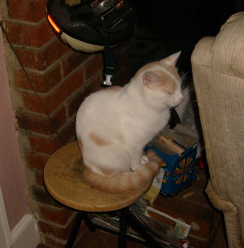 Picture of a cat / kitten / feline