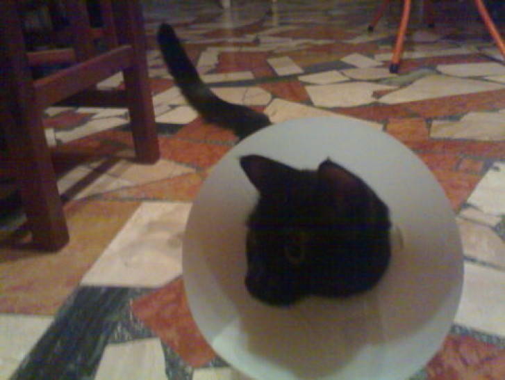 Picture of a cat / kitten / feline