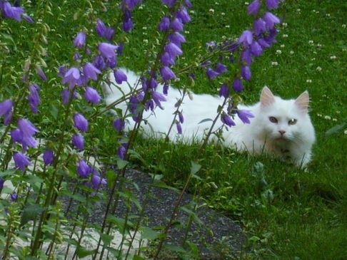 Picture of a cat / kitten / feline