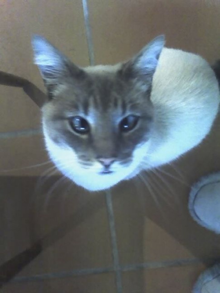 Picture of a cat / kitten / feline