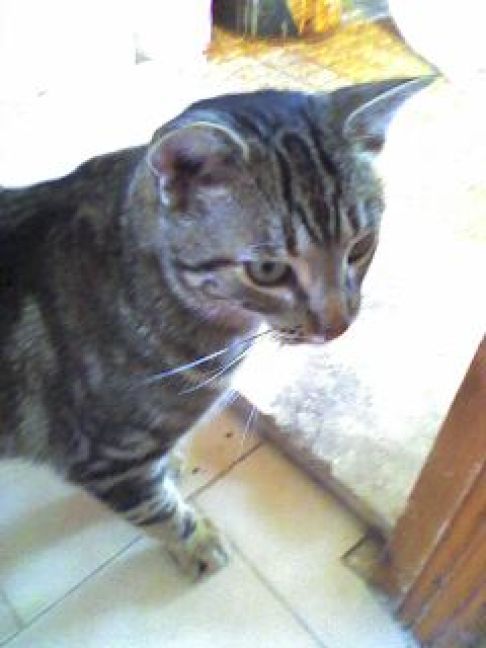 Picture of a cat / kitten / feline