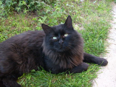 Picture of a cat / kitten / feline