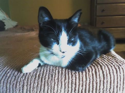 Picture of a cat / kitten / feline