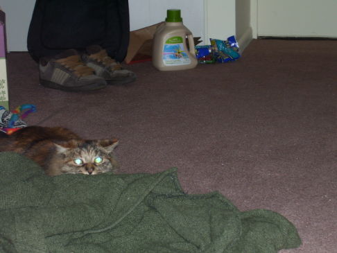 Picture of a cat / kitten / feline