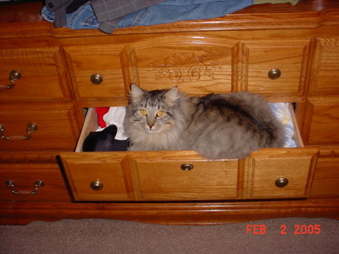 Picture of a cat / kitten / feline