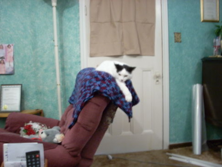 Picture of a cat / kitten / feline