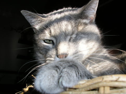 Picture of a cat / kitten / feline