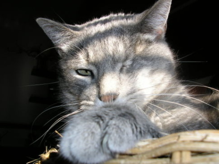 Picture of a cat / kitten / feline