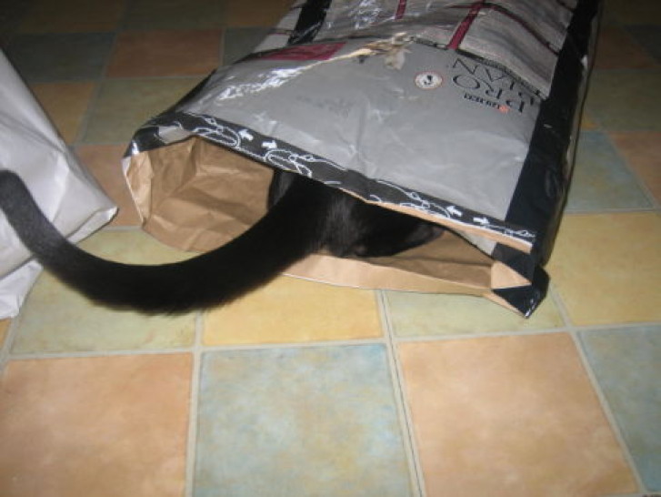 Picture of a cat / kitten / feline