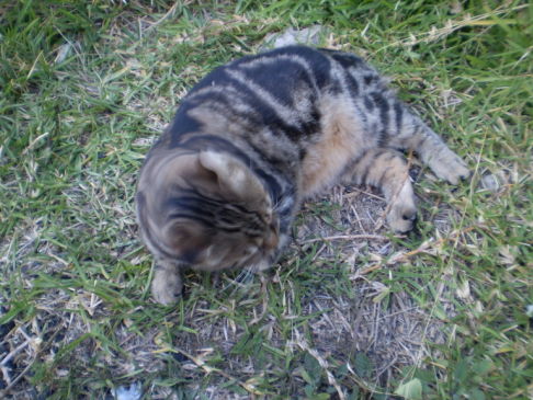 Picture of a cat / kitten / feline