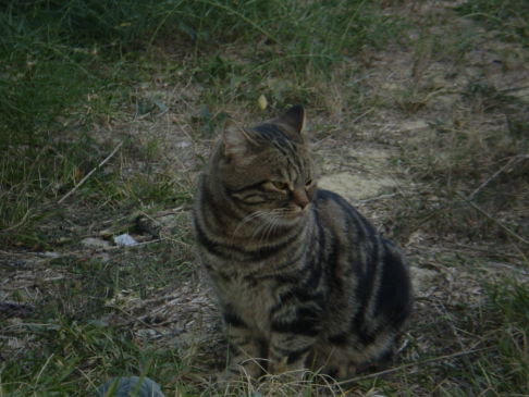 Picture of a cat / kitten / feline