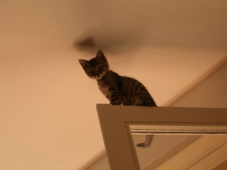 Picture of a cat / kitten / feline