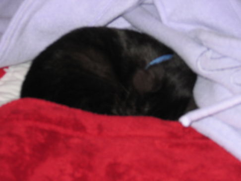 Picture of a cat / kitten / feline