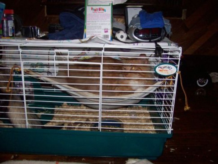 Picture of a cat / kitten / feline