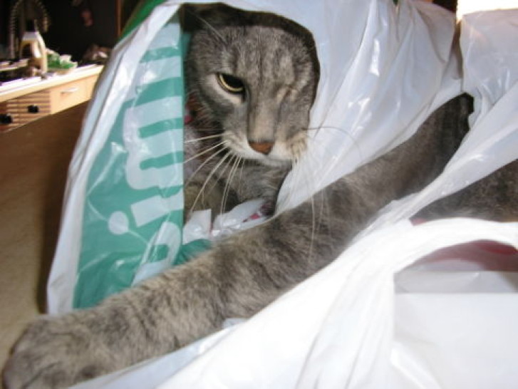 Picture of a cat / kitten / feline