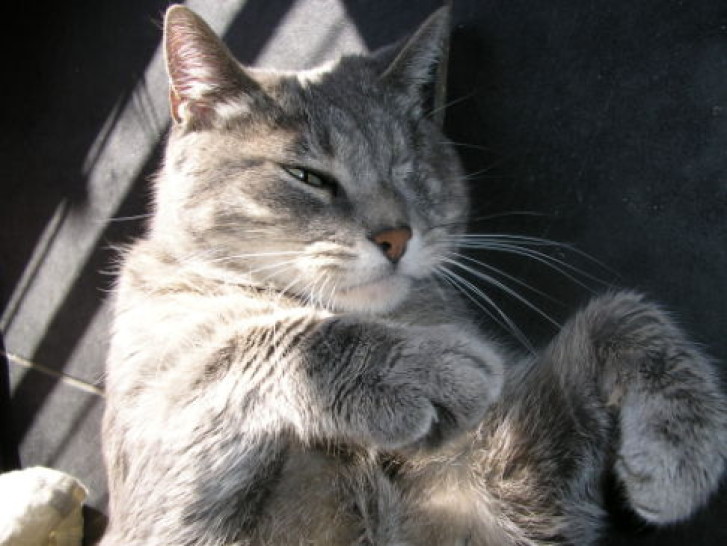 Picture of a cat / kitten / feline