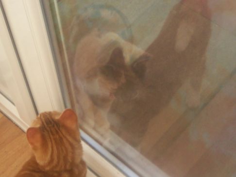 Picture of a cat / kitten / feline