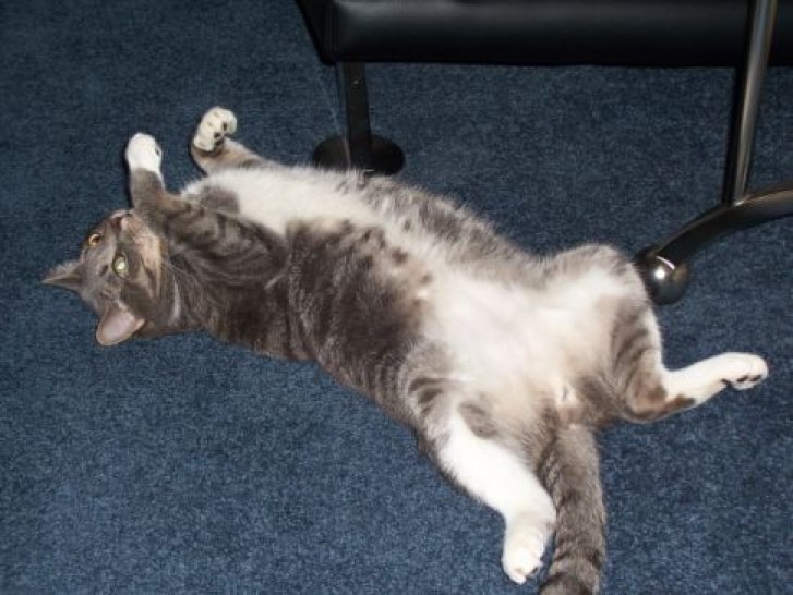 Picture of a cat / kitten / feline