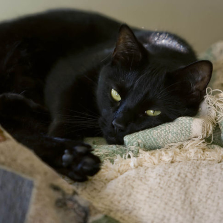 Picture of a cat / kitten / feline