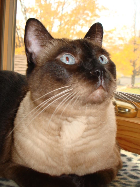 Picture of a cat / kitten / feline