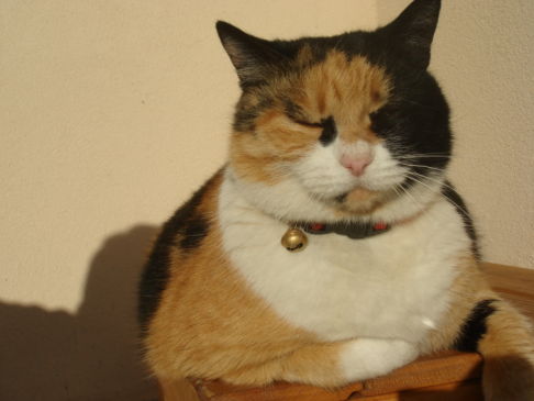 Picture of a cat / kitten / feline